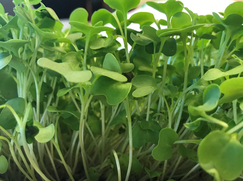 Microgreens:  Seed to Salad in 7 days