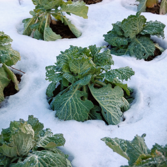 Overwintering