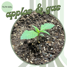 Load image into Gallery viewer, Apples &amp; Gas Autoflower Seeds

