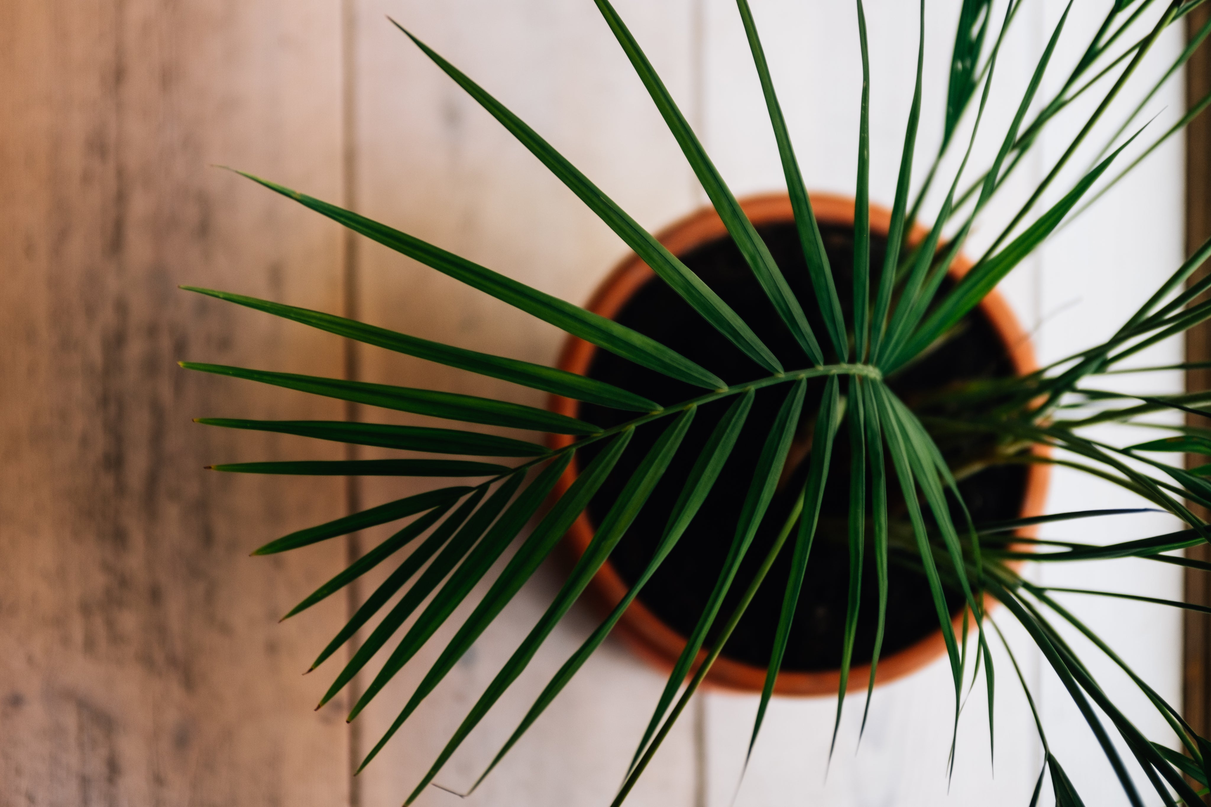 organic indoor plant soil House