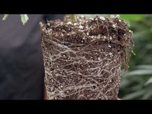 Load and play video in Gallery viewer, Bloom | Organic Cannabis Soil Mix
