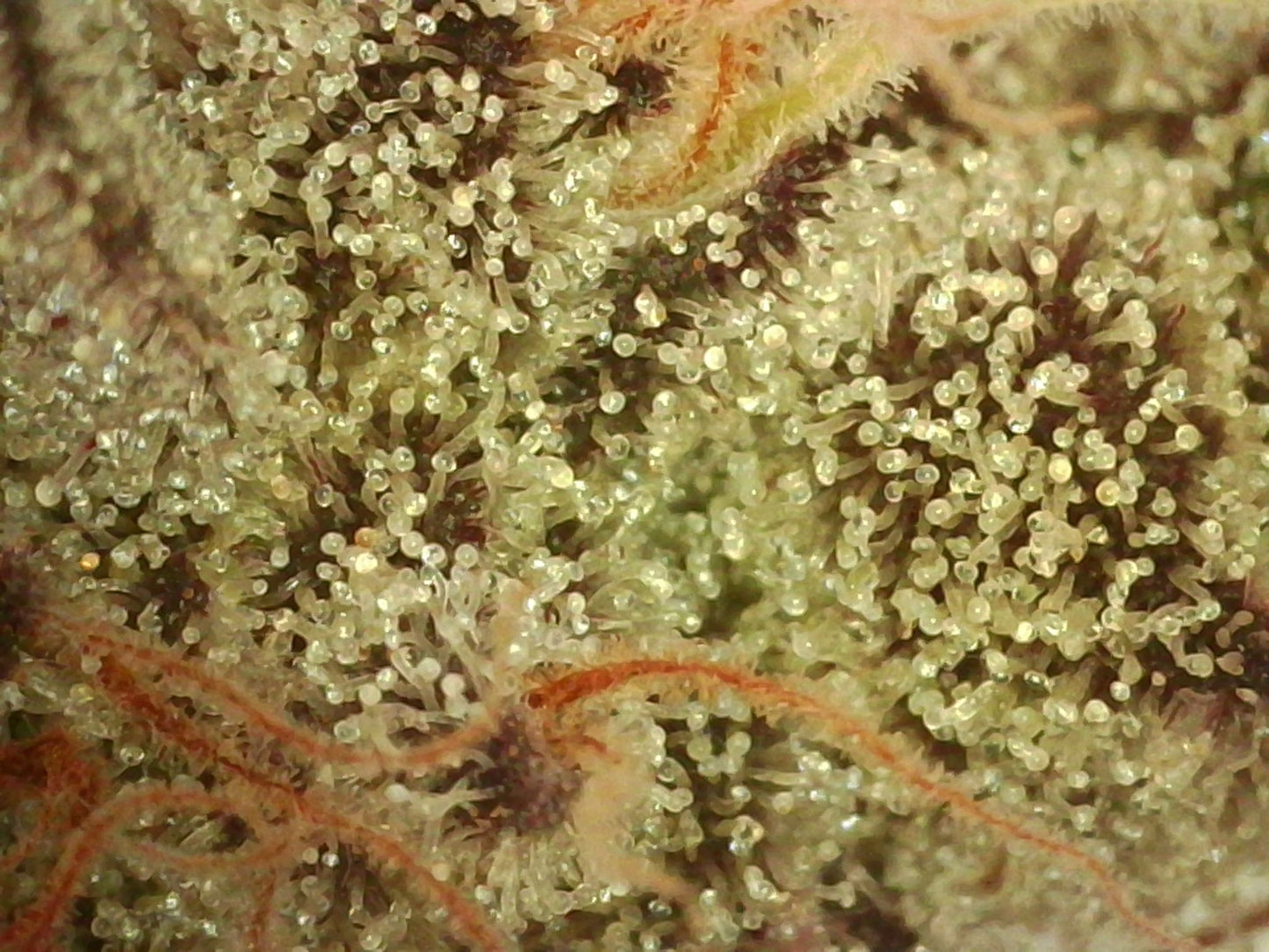 Bloom - Organic Heavy Feed Soil Mix