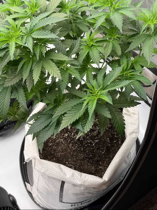 potting mix for cannabis Bloom