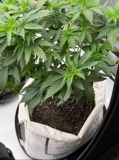 Bloom - Organic Heavy Feed Soil Mix