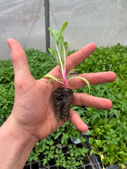 potting mix for seedlings Sprout Organic Potting and Seed Starting Mix – Tilth Soil