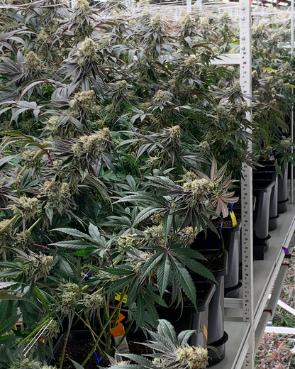 Bloom - Organic Heavy Feed Soil Mix