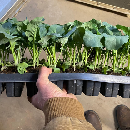 Sprout Organic Potting and Seed Starting Mix